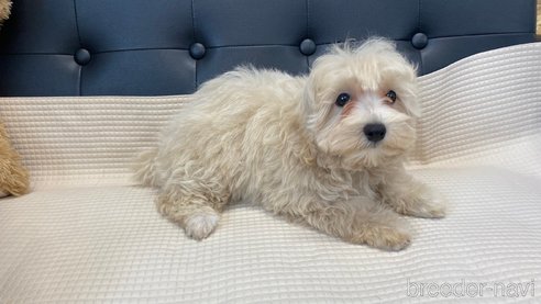 成約済の兵庫県のマルプー:マルチーズ×トイプードル-319139の7枚目